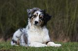 BERGER AUSTRALIEN PUPPIES 392